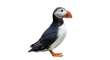 Naklejka premium Isolated Atlantic Puffin standing with colorful beak and feet in studio shot with no background