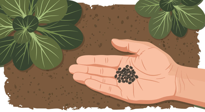 Planting Seeds Of New Greens: A Gardener's Hands Preparing For Cultivation With Leafy Plants