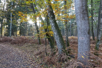 Sonne im Herbstwald
