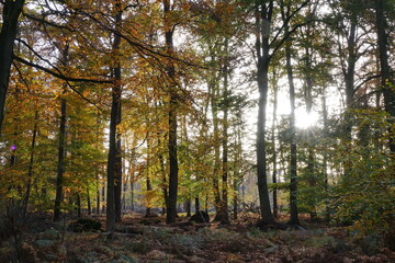 Fototapeta premium Sonne im Herbstwald