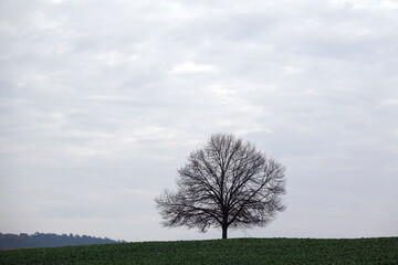 Obraz premium Einzelner Baum