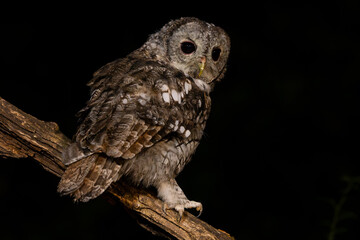 Tawny Owl