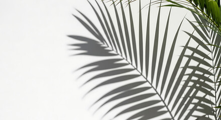 Fototapeta premium Palm frond shadow cast on a white wall, evoking a tropical and natural aesthetic