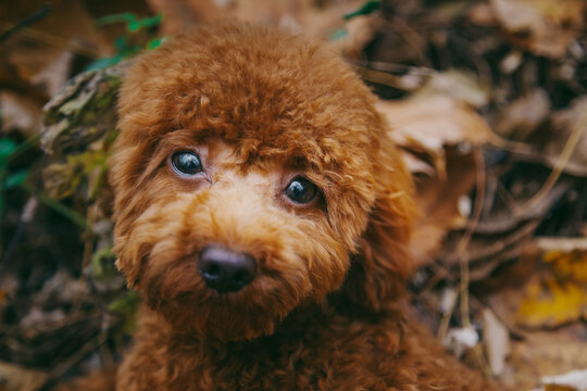 sad poodle dog 