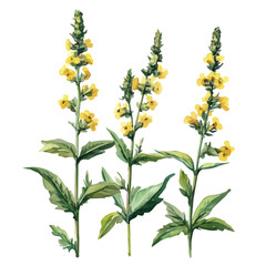 Watercolor wild agrimony plant set, softly painted and separated on a white background, is crafted as a minimal yet artistic element for creative designs. EPS format, vectorized