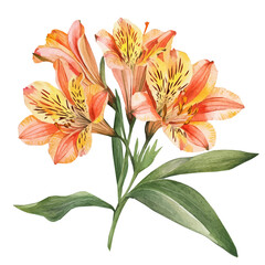 Fototapeta premium Watercolor wild alstroemeria flower set, softly painted and separated on a white background, is crafted as a minimal yet artistic element for creative designs. EPS format, vectorized