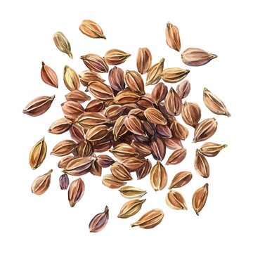 Painted in watercolor, this artistic ajwain seeds features a clean composition, hand-drawn with elegance, isolated on white, vector EPS. fruits vectorized