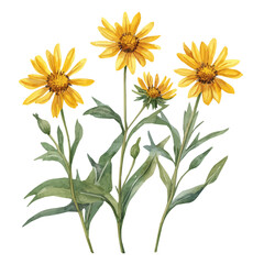 Minimal_Painted_in_watercolor, arnica flowers, hand-drawn_illustration, isolated_on_white, vector_EPS. vectorized