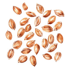 Minimal_Painted_in_watercolor, illustration_of_barley grains, hand-drawn_illustration, isolated_on_white, vector_EPS. vectorized