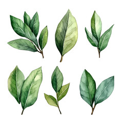A minimal layout design, a Watercolor painting of a bay leaves, delicately hand-painted with artistic brush strokes, white background, vector EPS