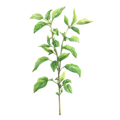 A minimal layout design, a Watercolor painting of a bhumi amalaki plant, delicately hand-painted with artistic brush strokes, white background, vector EPS