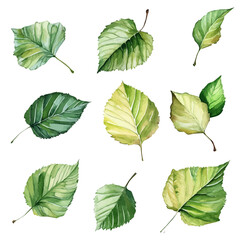 Obraz premium A minimal layout design, a Watercolor painting of a birch leaves set, delicately hand-painted with artistic brush strokes, white background, vector EPS