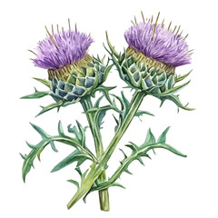 Minimal_Painted_in_watercolor, blessed_thistle, isolated_on_white, vector_EPS. vectorized