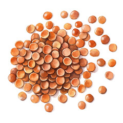Minimal_Painted_in_watercolor, brown_lentils, isolated_on_white, vector_EPS. vectorized