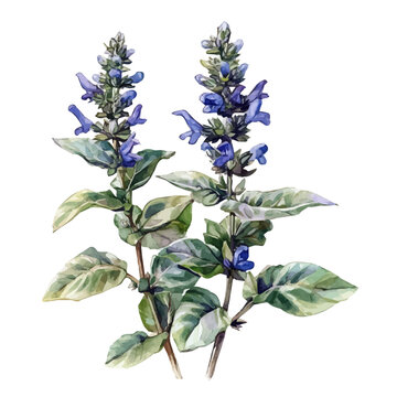 A minimal layout design, a Watercolor painting of a bugleweed plant, delicately hand-painted with artistic brush strokes, white background, vector EPS
