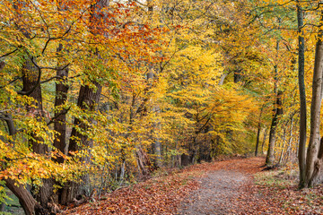 Hamburg, Germany. Woodlands in nature reserves in the autumn.