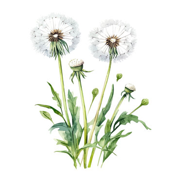 Vector Minimal yet artistic elements for creative designs. hand-drawn paint, A beautiful painting of a dandelion plant, EPS format, isolated on a white background, watercolor illustration