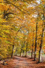 Hamburg, Germany. Woodlands in nature reserves in the autumn.