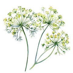 An Imaginary Minimalistic 2D flat icon_dill_plant, modern element in vector and EPS format_isolated on a white background