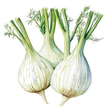 A high-quality watercolor illustration of a fennel plant hand-drawn and isolated on a white background, with fine brush details, painting set in watercolor style, EPS format