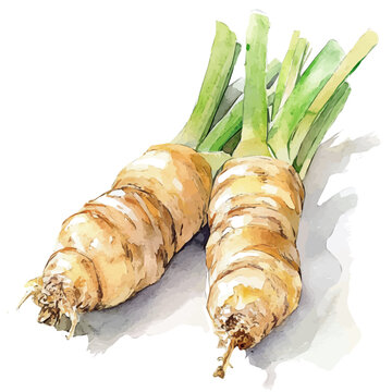 Vector Minimal yet artistic elements for creative designs. hand-drawn paint, A beautiful painting of a galangal root , EPS format, isolated on a white background, watercolor illustration