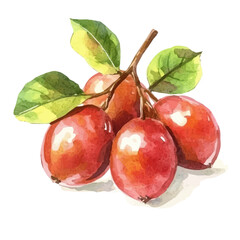 A minimal layout, a Watercolor painting of haritaki fruit, delicately hand-painted with artistic brush strokes, white background, vector EPS. vector illustration