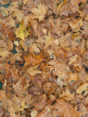 Carpet of Autumn Maple Leaves Background