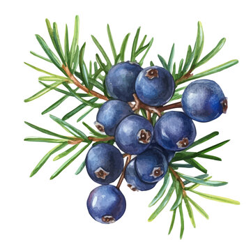 Minimal yet artistic elements for creative designs. EPS format, isolated on a white background, painting design, hand-drawn paint, Simple Illustration, A beautiful painting of juniper berries