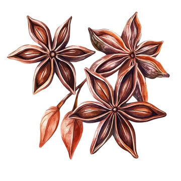 Minimal yet artistic elements for creative designs. hand-drawn paint, Simple Illustration, A beautiful painting of star anise, EPS format, isolated on a white background, watercolor style