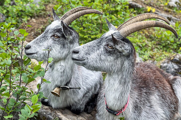 Close-up of Two Alpine Goats with Horns and a Cowbell 