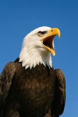 Obraz premium Fierce Cry of the Sky