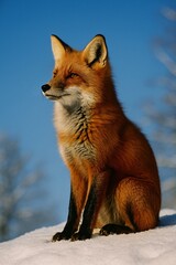 Red Fox in Winter Light