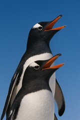 Skyward Gentoo Duo