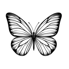 Beautiful Butterfly Vector Illustration