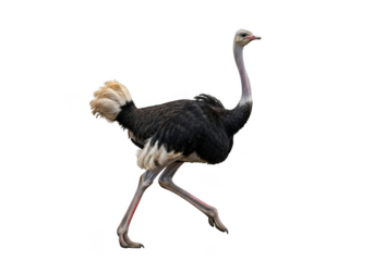 High resolution ostrich walking animal bird wildlife nature illustration stock photo image png isolated on transparent background