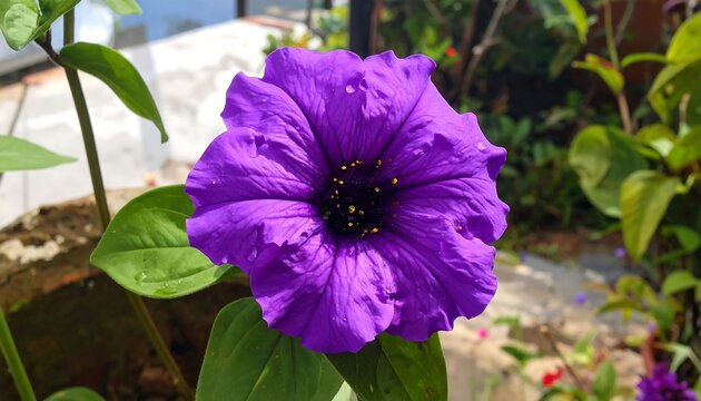 Vibrant purple ruellia simplex flower in natural sunlight displaying delicate beauty
