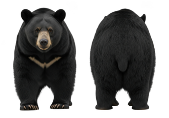 High resolution asiatic black bear ursus thibetanus front and back view stock photo image animal isolated on transparent background