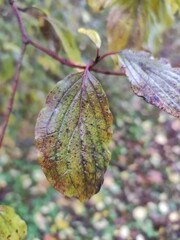 autumn leaves on the tree