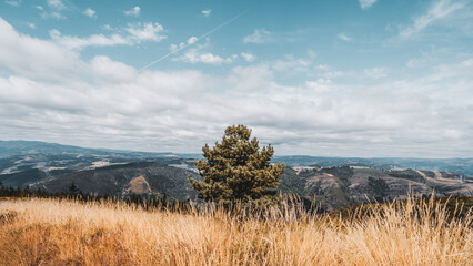 Autumn landscape in Asturias with golden tall grass framing a lone tree against expansive rolling...