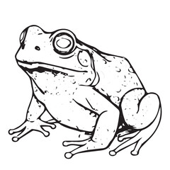 frog on white background