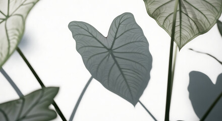 Obraz premium Elephant Ear Plant Leaf Close-Up Tranquil Foliage Silhouette Against White Background