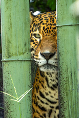close up of a jaguar