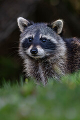 portrait of a raccoon