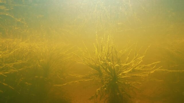 Water-soldier Stratiotes aloides aquatic plant in eutrophic lake.