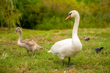 A close-up of a swan walking in a meadow. Nesting waterfowl. A flock of swans strolls across the green grass.