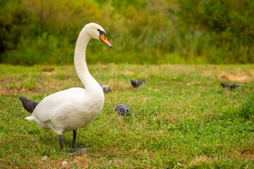 A close-up of a swan walking in a meadow. Nesting waterfowl. A flock of swans strolls across the green grass.