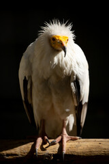 A close-up of a vulture against a black background. A large predator perched on a branch in the wild. African birds.