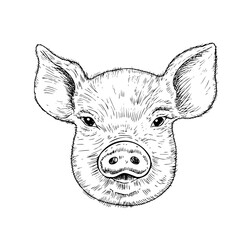 Vector pig head with horns. Graphic ink Pork meat illustration, isolated on background. Hand drawn line sketch. For designers, prints, logo, icon, menu, postcards, holiday, covers