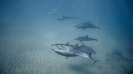 Underwater shot of pod of dolphins swimming in blue ocean