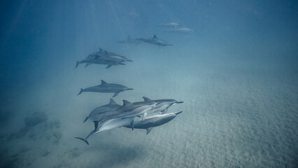 Underwater shot of pod of dolphins swimming in blue ocean